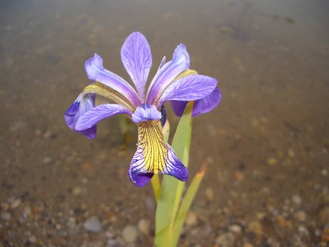 CIMG3935 Im Teich erbl�ht eine �berraschung nach der anderen.
