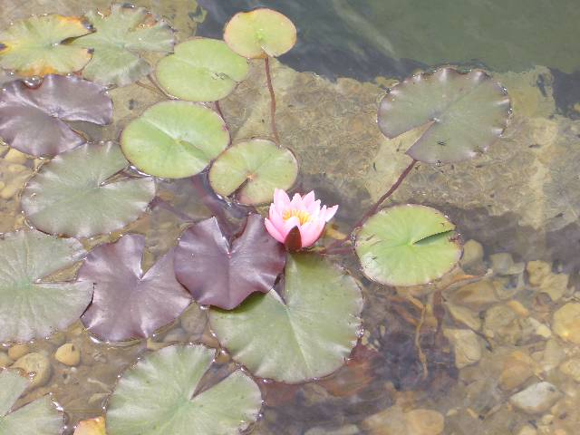 CIMG3956 Es bl�ht einfach immer etwas im Teich.