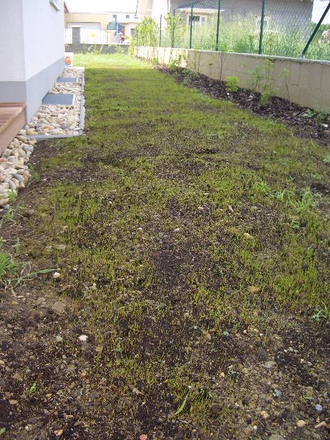 CIMG3969 Bald ist alles gr�n.