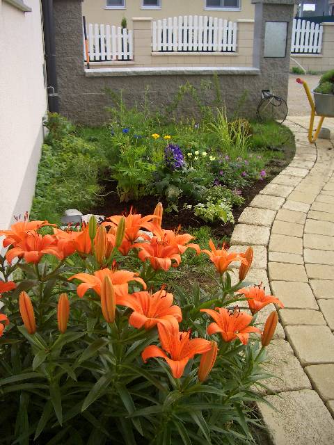 CIMG3983 Alles bl�ht und gedeiht