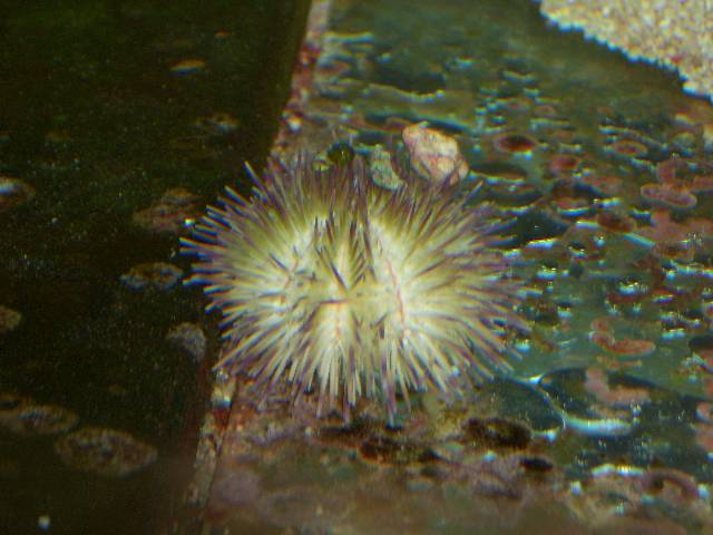CIMG4057 Leider hat dieser Seeigel nicht lange �berlebt.