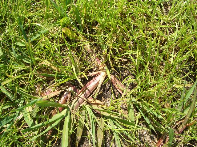 CIMG4086 Mit diesem Kraut k�mpfen wir. Und es wird gewinnen.