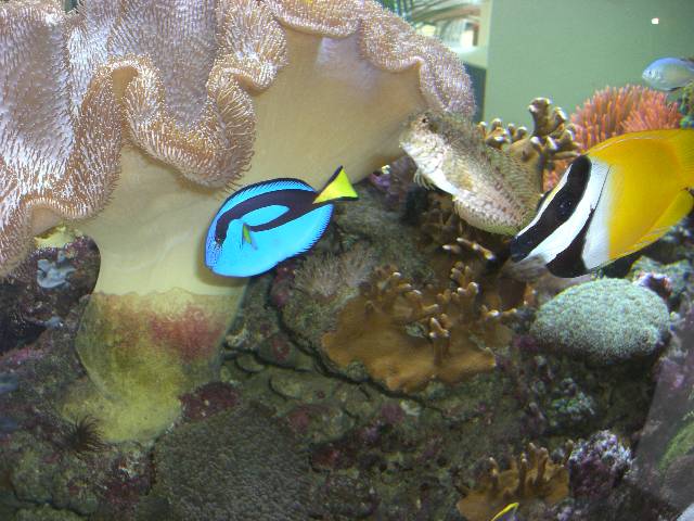 RCIMG0005 Wieder mal ein Blick ins Aquarium - Dori ist schon ganz sch�n gro� geworden.