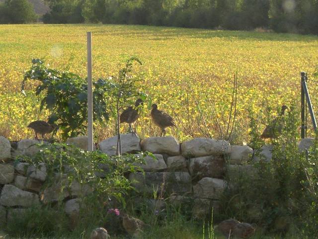 RCIMG0051 Manchmal fallen auch Rebh�hner bei uns ein.