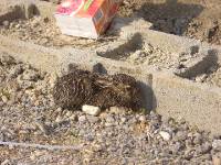 CIMG2321 Und der kleine Kerl wurde irrt�mlich vom Nachbarn gegossen. Da war er ganz verschreckt.