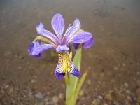 CIMG3935 Im Teich erbl�ht eine �berraschung nach der anderen.