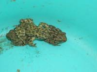 CIMG3950 Und immer wieder sind Kr�ten in unseren Lichtsch�chten, die gerettet werden m�ssen.