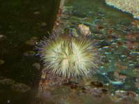 CIMG4057 Leider hat dieser Seeigel nicht lange �berlebt.