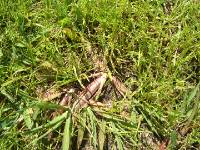 CIMG4086 Mit diesem Kraut k�mpfen wir. Und es wird gewinnen.